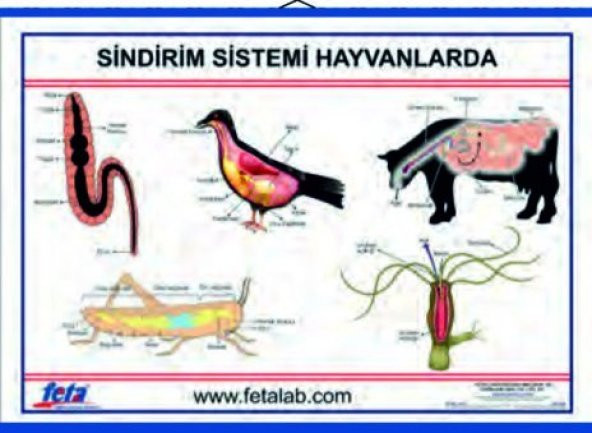 SİNDİRİM SİSTEMİ LEVHASI (HAYVANLARDA)