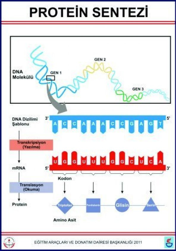 PROTEİN SENTEZİ LEVHASI (70X100 CM)