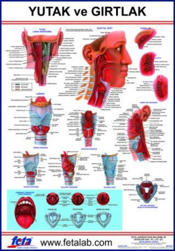 Yutak Ve Gırtlak Eğitim Plakası