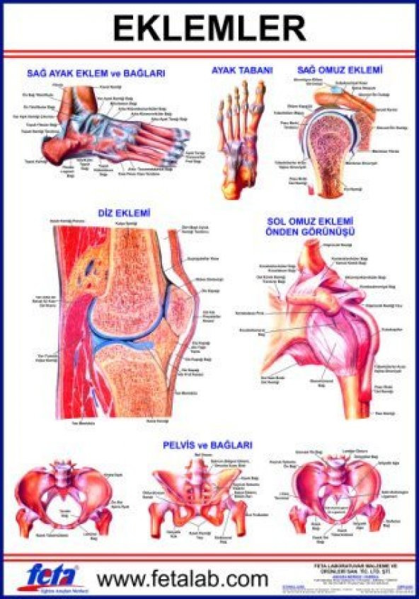 EKLEM LEVHASI 70x100 EBATLARINDADIR. ürün görseli 1