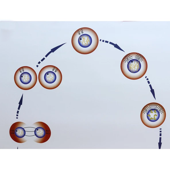 MİTOZ LEVHASI (70X100 CM) - Resim 2