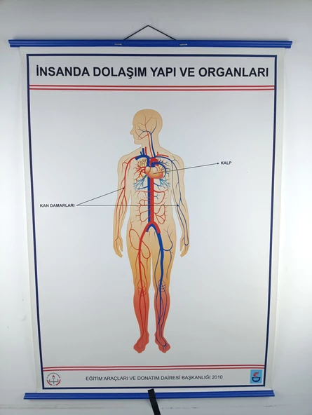 İNSANDA DOLAŞIM VE YAPI ORGANLARI ürün görseli
