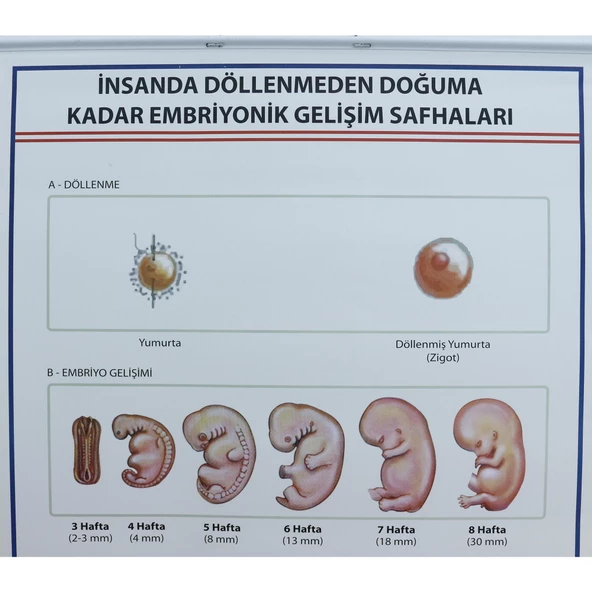 İNSANDA DÖLLENMEDEN DOĞUMA EMBRİYONİK GEL. SAFH. LEV. - 5