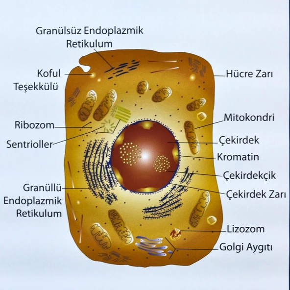 HAYVAN HÜCRESİ LEVHASI (70X100 CM) - 2