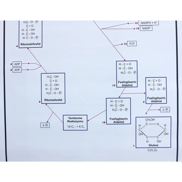 FOTOSENTEZ LEVHASI - Resim 3