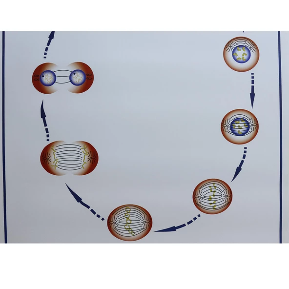 MİTOZ LEVHASI (70X100 CM) - Resim 3