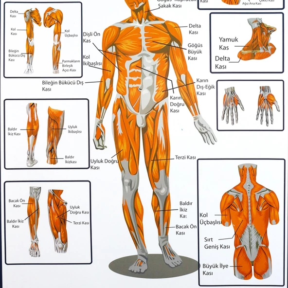 DESTEK VE HAREKET SİSTEMİNDE KASLAR LEVHASI - Resim 3
