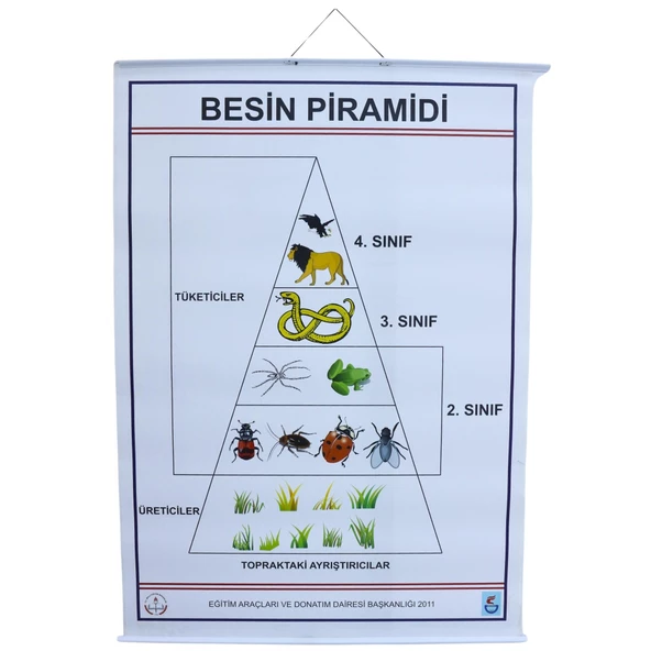 BESİN PRAMİDİ