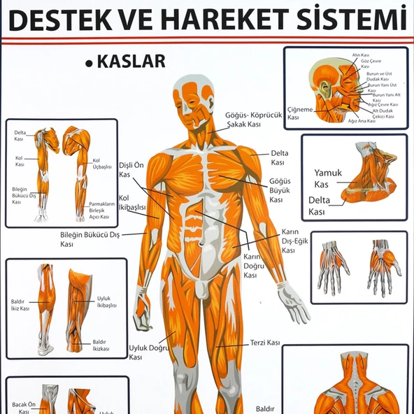 DESTEK VE HAREKET SİSTEMİNDE KASLAR LEVHASI - Resim 2