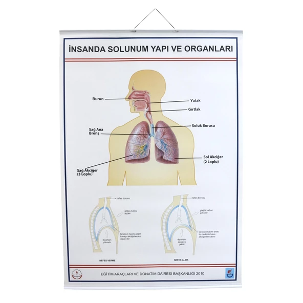 İNSANDA SOLUNUM VE YAPI ORGANLARI - Resim 2