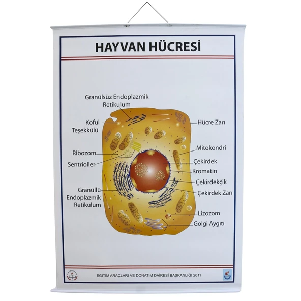 HAYVAN HÜCRESİ LEVHASI (70X100 CM) - 3