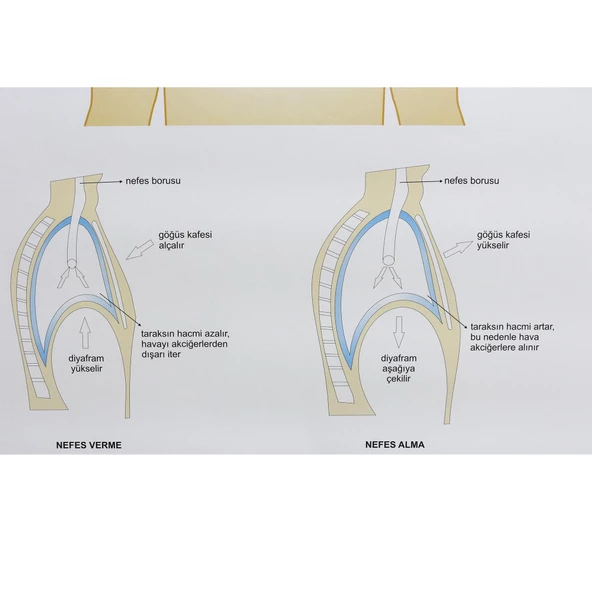 İNSANDA SOLUNUM VE YAPI ORGANLARI - Resim 4