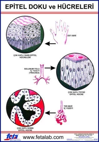 EPİTEL DOKU LEVHASI