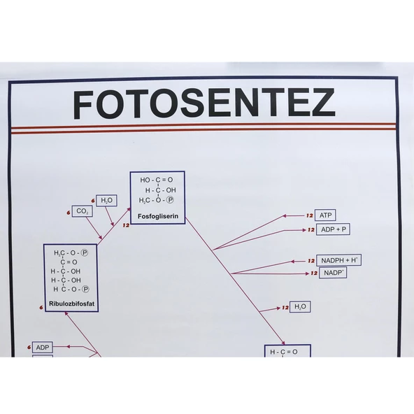FOTOSENTEZ LEVHASI - Resim 2
