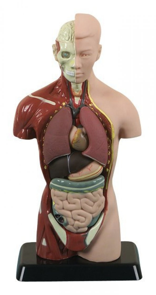 İNSAN VÜCUDU KÜÇÜK (27 CM) ürün görseli