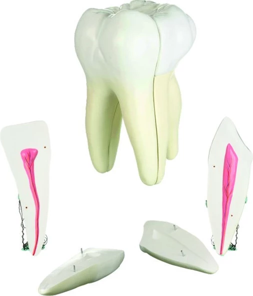 DİŞ MODELLERİ SETİ 3'LÜ SET - Resim 5