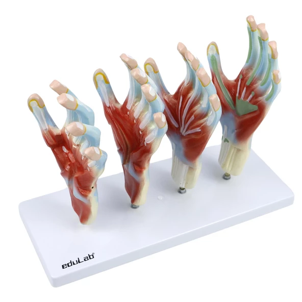 EL MODELİ EDULAB - 3