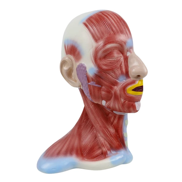 KAFA VE BOYUN KESİTİ  MODELİ - Resim 4