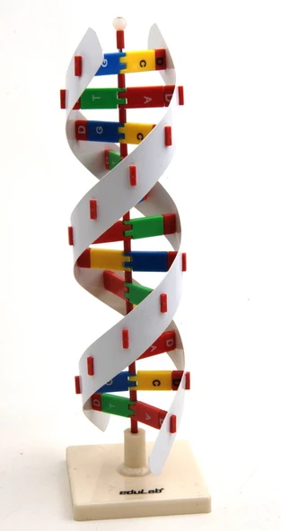 DNA MODELİ ürün görseli