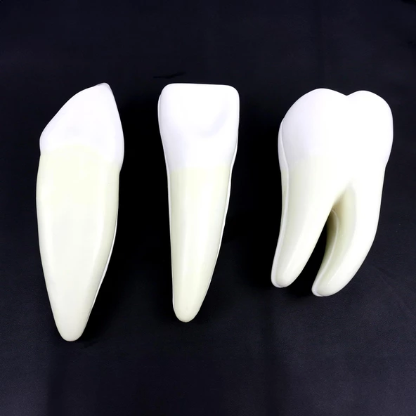 DİŞ MODELLERİ SETİ 3'LÜ SET - Resim 4