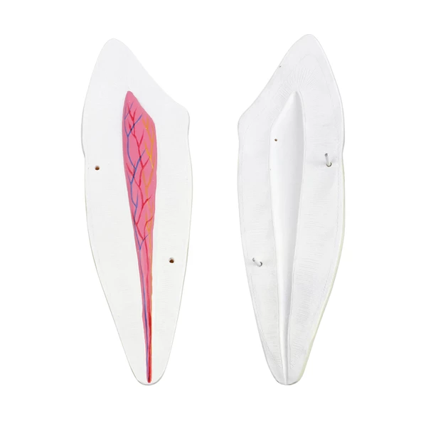 DİŞ MODELLERİ SETİ 3'LÜ SET - Resim 2