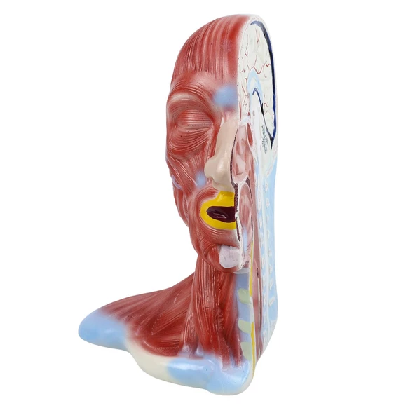 KAFA VE BOYUN KESİTİ  MODELİ - Resim 6