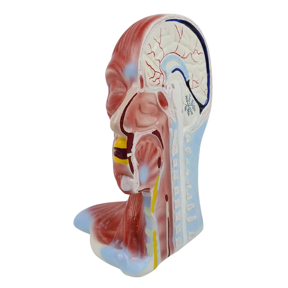 KAFA VE BOYUN KESİTİ  MODELİ - Resim 2