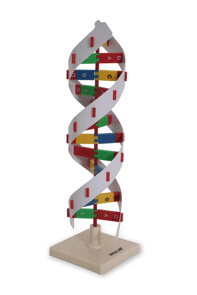 DNA MODELİ - Resim 3