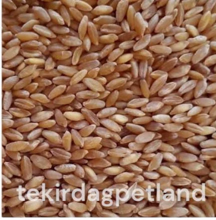 Tavuk ve Güvercinler için elenmiş yemlik buğday 1 kg - 2