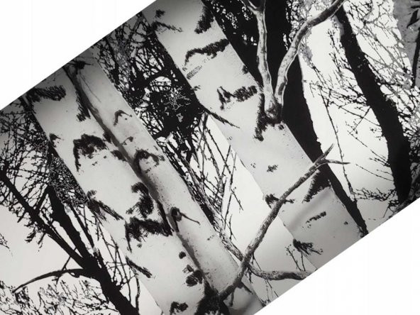 D-c-fix 446-0611 Kavak Ağaç Desen Yapışkanlı Folyo (45cm x 2mt) - Resim 2