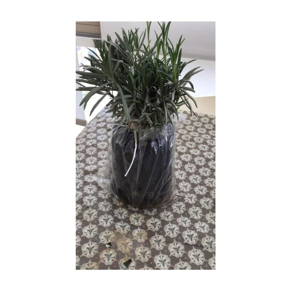 Bahçe Tipi Lavanta Fidanı 20 Adet 15-25 cm Intermedia - Resim 2