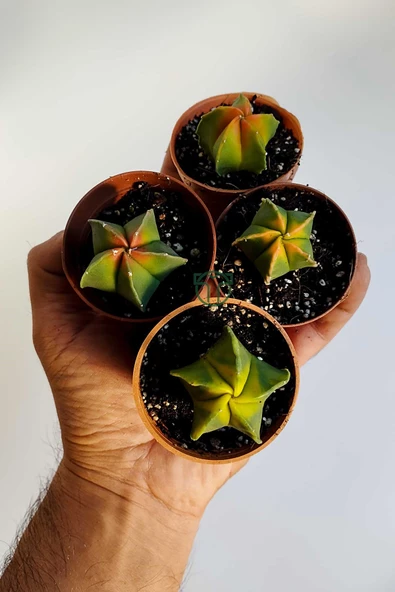Üstu renkli kaktüs tepesi renkli Astrophytum Myriostigma Kohyo 5.5 cm kahverengi saksıda