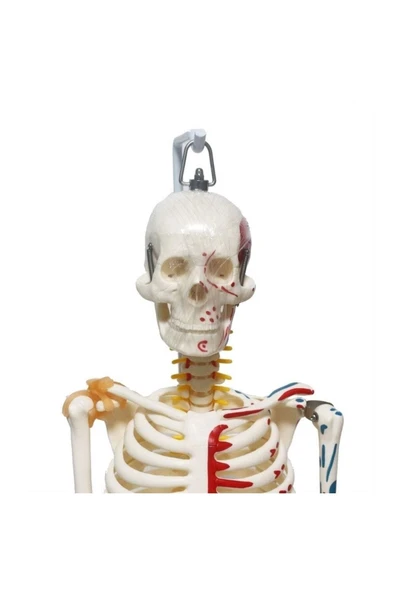 Medikaltec Iskelet Maketi 85 Cm - Resim 2