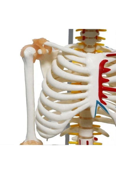 Medikaltec Iskelet Maketi 85 Cm - Resim 4