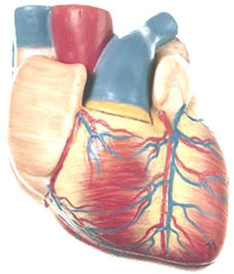 Medikaltec HKHS 2 Kalp Modeli ürün görseli