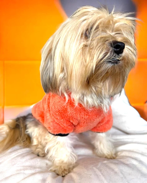 Turuncu İkizler Kapşonlu Sweat by Kemique Köpek Kazağı - 5