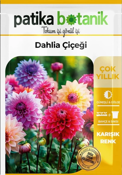 30 Adet Dahlia (Yıldız) Çiçek Tohumu - 2