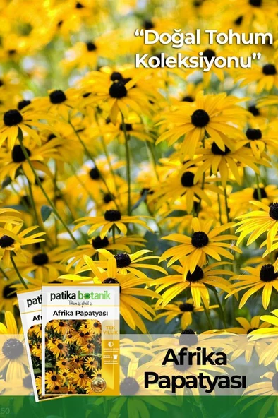 Afrika Papatyası (rudbeckia) Çiçek Tohumu 100 Adet ürün görseli