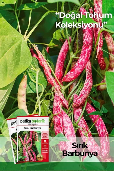 50 Adet Sırık Barbunya Tohumu (Selim) ürün görseli