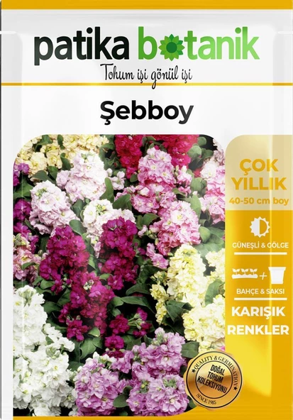 100 Adet Şebboy (Mathiola İncana) Çiçek Tohumu - 2