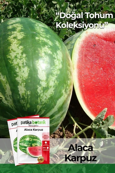 100 Adet Alaca Karpuz Tohumu ürün görseli