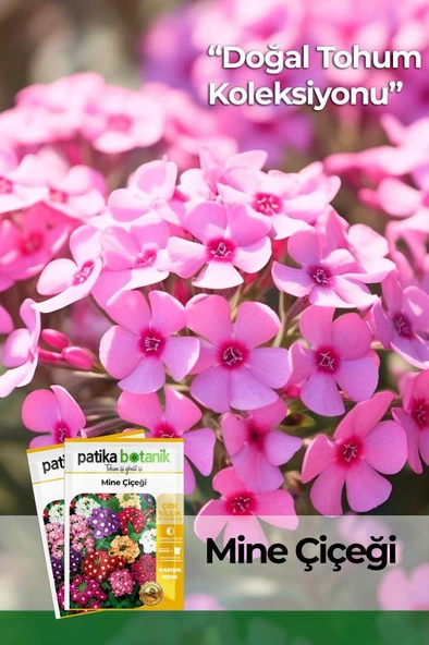 50 Adet Mine (Verbena) Çiçek Tohumu