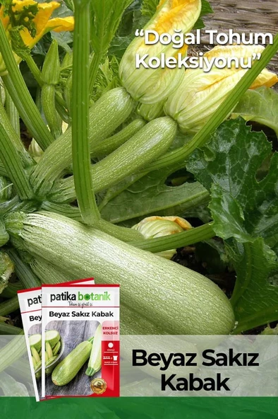 25 Adet Beyaz Sakız Kabak Tohumu ürün görseli