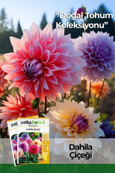 30 Adet Dahlia (Yıldız) Çiçek Tohumu - 1