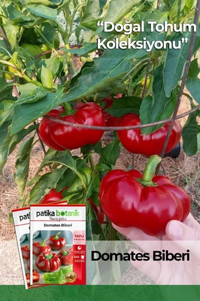 100 Adet Domates Biberi Tohumu ürün görseli