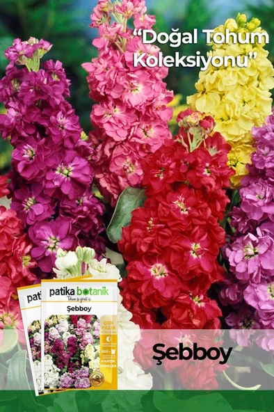 100 Adet Şebboy (Mathiola İncana) Çiçek Tohumu