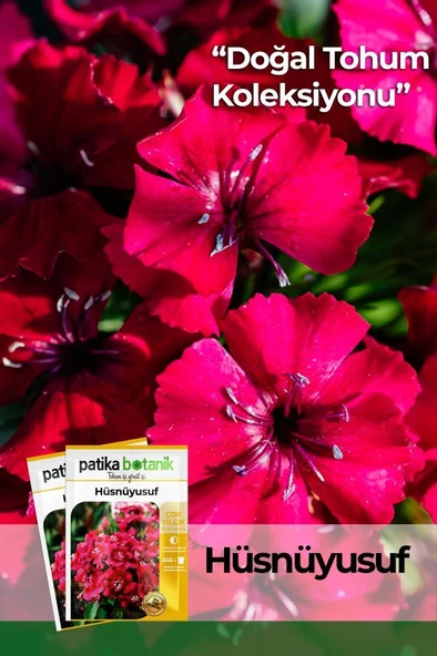 100 Adet Hüsnüyusuf (Dianthus Barbatus L.) Çiçek Tohumu