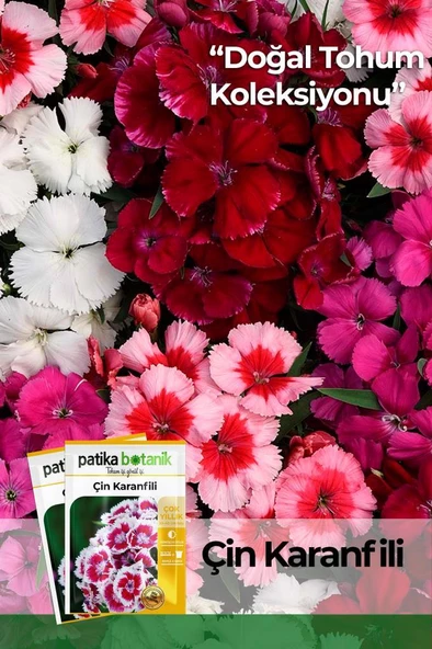 100 Adet Çin Karanfili (Dianthus Chinensis) Çiçek Tohumu