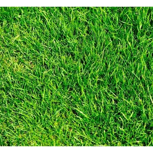 İngiliz Çimi (Lolium Perenne) 1 KG Çim Tohumu - 2