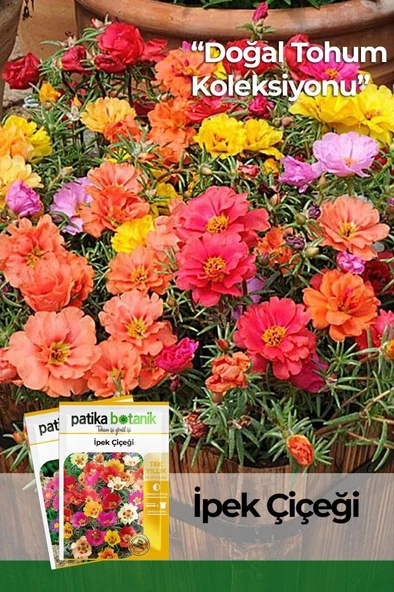100 Adet İpek - Şellaki (Portulaca Grandiflora) Çiçek Tohumu - 1